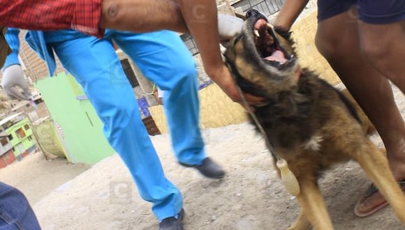 Detectan primer caso de rabia canina del 2024 en Mariano Melgar. (Foto: GEC)