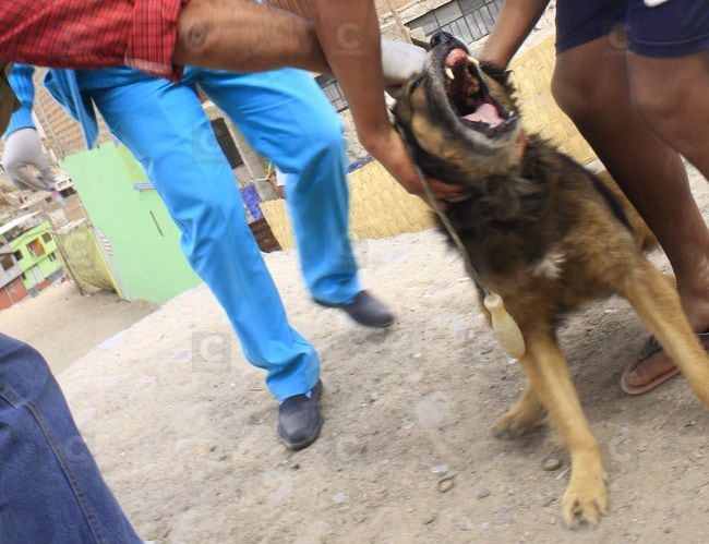 Detectan primer caso de rabia canina del 2024 en Mariano Melgar. (Foto: GEC)