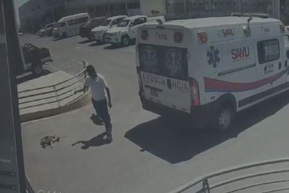 Animal dormía en la pista cuando fue aplastado por ambulancia que circulaba lentamente. (Foto: Difusión)