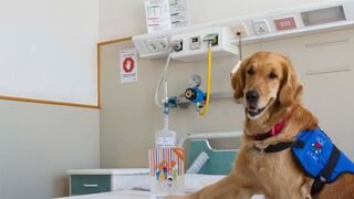 Perros de terapia en época de coronavirus: así ayudan los canes a los doctores que atienen casos de covid-19