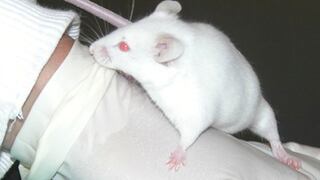 Ratones hembras mutilan genitales de los machos por mutación genética