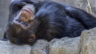 Usuarios conmovidos con mamá chimpancé que se reencontró con su recién nacido