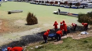 Sacan lenteja de agua de la bahía de Puno 