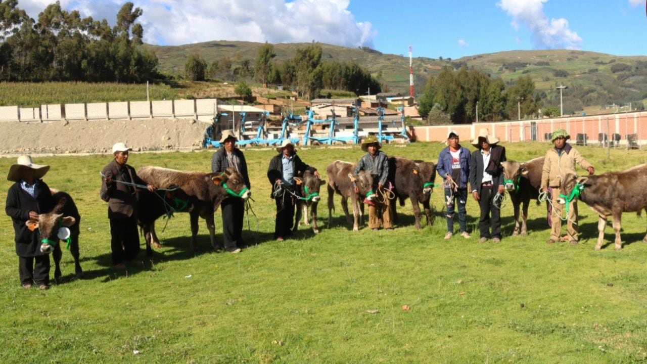 Municipalidad Provincial de Sánchez Carrión entregó 75 toretes de raza Brown Swiss a productores de Chugay.