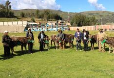 La Libertad: Productores de Chugay se benefician con ganado vacuno