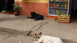Realizarán esterilización y censo de perros en Huancayo