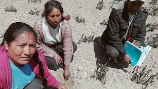 Heladas destruyen campos de cultivo en Cusco (FOTOS) 