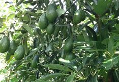 Especialistas advierten que el palto debe producir más, adaptarse al clima y tecnificarse para el 2026