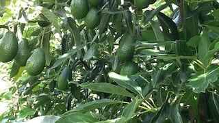 Especialistas advierten que el palto debe producir más, adaptarse al clima y tecnificarse para el 2026