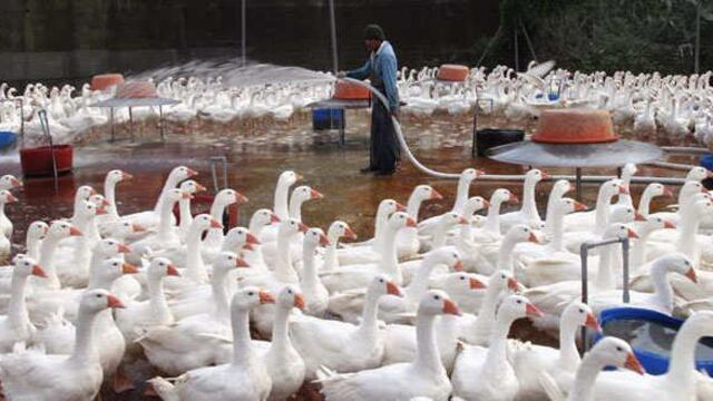 Corea del Norte: Gobierno confirma brote de gripe aviar H5N1