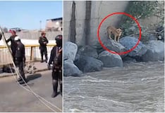 Rescate frustrado en el río Ica: perrito atrapado por el puente Grau se lanzó al caudal