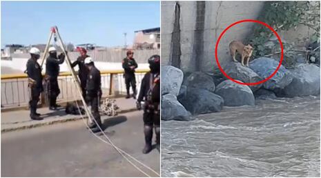 Rescate frustrado en el río Ica: perrito atrapado por el puente Grau se lanzó al caudal
