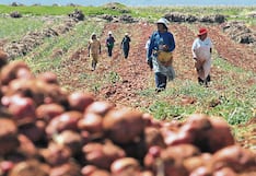 Insecto provocaría pérdidas de hasta $ 109 millones en cultivos de papa