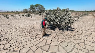 Impulsan parcelas agrícolas en Ocucaje para apoyar a productores afectados por el desborde del río Ica