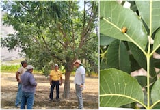 Ica: productores de pecano en San José de Los Molinos refuerzan control del pulgón amarillo