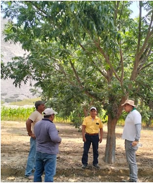 Ica: productores de pecano en San José de Los Molinos refuerzan control del pulgón amarillo