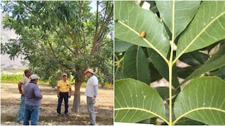 Ica: productores de pecano en San José de Los Molinos refuerzan control del pulgón amarillo