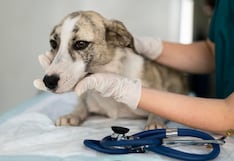 Cambio de clima en Lima eleva riesgo de enfermedades en mascotas: señales de alerta