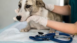 Cambio de clima en Lima eleva riesgo de enfermedades en mascotas: señales de alerta