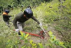 Decomisan casi tres toneladas de hojas de coca en Cusco
