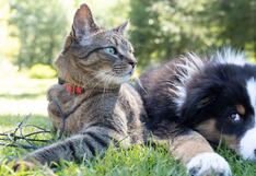 Rosangella Barbarán propone licencia laboral compensable por fallecimiento de mascotas