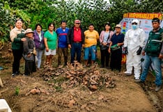 Trujillo: Promueven el cultivo de palto orgánico en Laredo