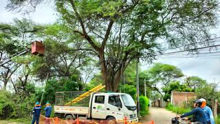 Piura: Podan árboles para evitar accidentes en periodo de lluvias