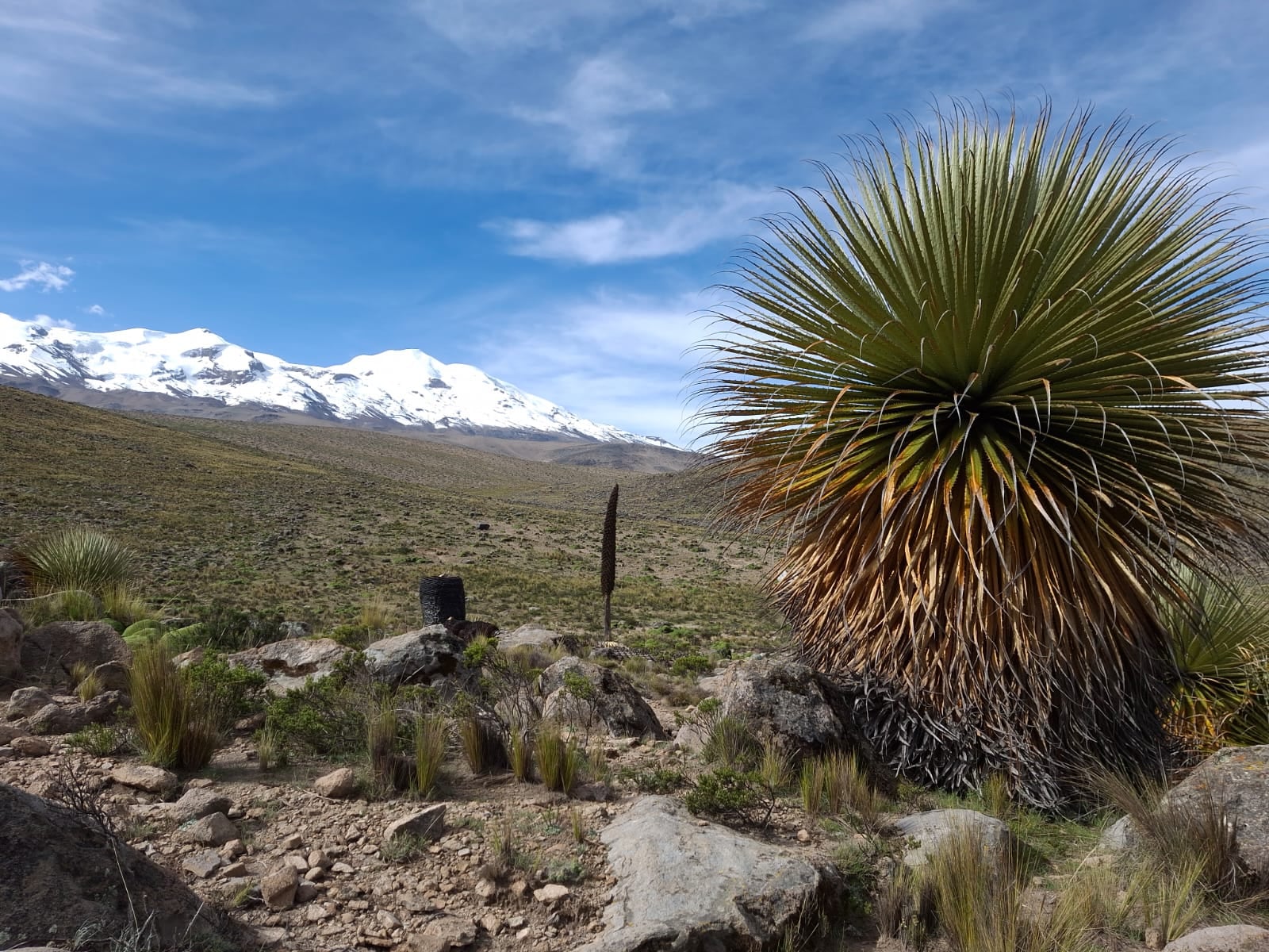 Inician construcción de vivero forestal con queñua, lloque y pino en Pampacolca (Foto: Serfor)