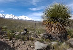 Arequipa: inician construcción de vivero forestal con queñua, lloque y pino en Pampacolca