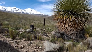 Arequipa: inician construcción de vivero forestal con queñua, lloque y pino en Pampacolca