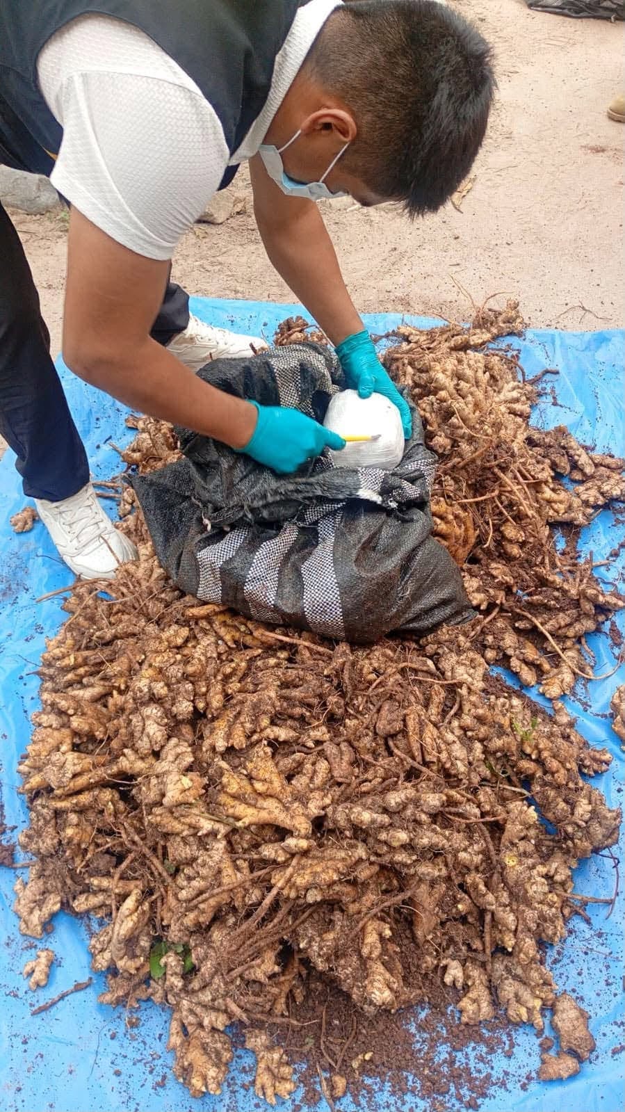 Pangoa: PNP decomisa más de 11 kilos de cocaína ocultos entre sacos de kion