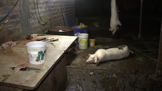 Ica: clausuran camal clandestino donde mataban a los cerdos en el piso