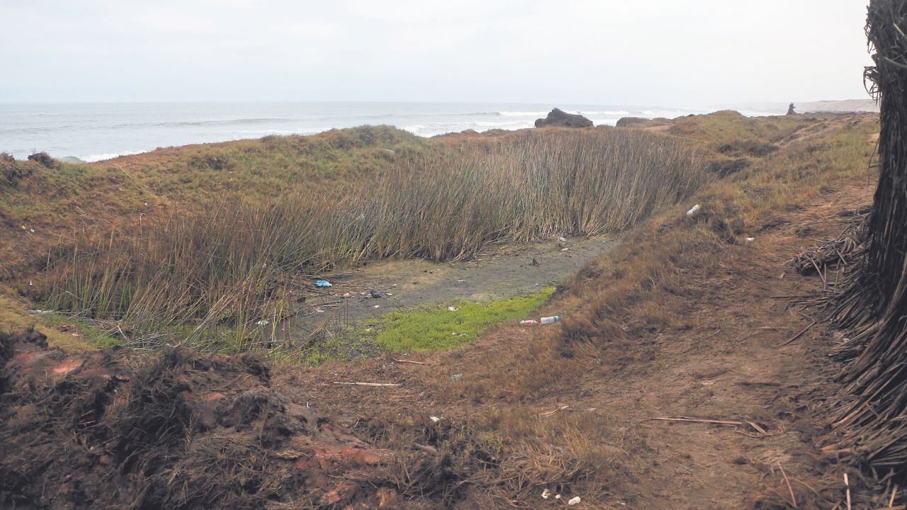 Erosión costera ha destruido decenas de pozos donde crece planta que permite elaborar ancestrales caballitos de totora, Patrimonio Cultural de la Nación y expresión de la cultura viva del tradicional balneario. En los últimos 20 años, mar ha avanzado más de 50 metros y pescadores temen perder todos sus huachaques. (Foto: Johnny Aurazo)