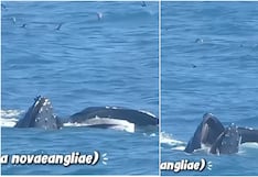 Avistan grupo de ballenas jorobadas en aguas de la Reserva Nacional San Fernando