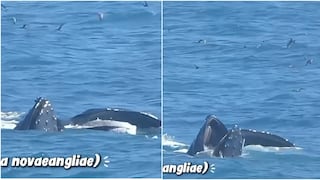 Avistan grupo de ballenas jorobadas en aguas de la Reserva Nacional San Fernando