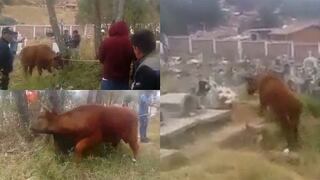 Toro causa destrozos en mercado y cementerio de Huamachuco (VIDEO)