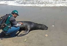 Más de mil lobos marinos fueron hallados muertos en zonas del litoral de la región Ica