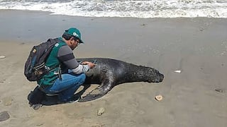 Más de mil lobos marinos fueron hallados muertos en zonas del litoral de la región Ica
