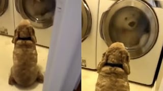 Perrito se niega a abandonar a su peluche mientras está en la lavadora (VIDEO) 