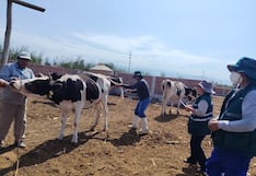 Ica: Senasa descarta carbunco y vacuna a más de 59 mil vacunos contra la enfermedad