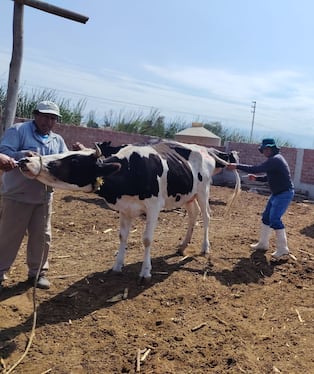 Ica: Senasa descarta carbunco y vacuna a más de 59 mil vacunos contra la enfermedad