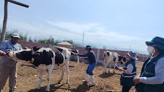 Ica: Senasa descarta carbunco y vacuna a más de 59 mil vacunos contra la enfermedad