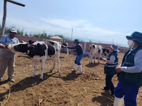 Ica: Senasa descarta carbunco y vacuna a más de 59 mil vacunos contra la enfermedad