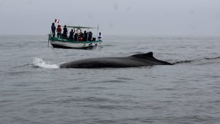 Tumbes: Más de 10 mil turistas arribarían a Canoas de Punta Sal por temporada de avistamiento de ballenas