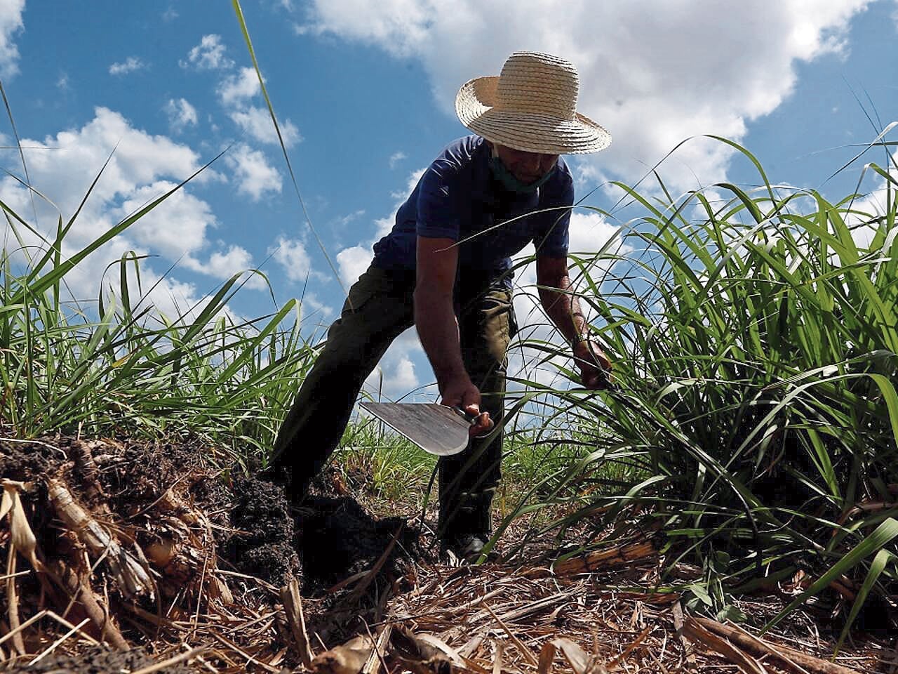 También lo hicieron la palta, el arroz cáscara y el tomate.