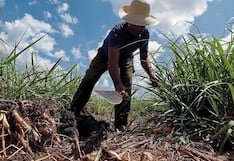 Producción de caña de azúcar creció 50.2% en La Libertad