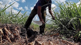 Producción de caña de azúcar creció 50.2% en La Libertad