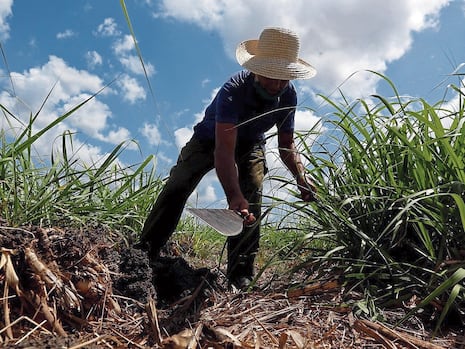 Producción de caña de azúcar creció 50.2% en La Libertad