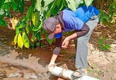 Piura: Brindan mantenimiento a pozo tubular para mejorar el riego de frutales