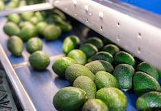 Ica: impulsan consumo nacional de palta Hass producida por pequeños agricultores